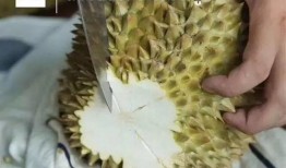 榴莲催熟爆料怎么做视频,轻松掌握视频制作攻略