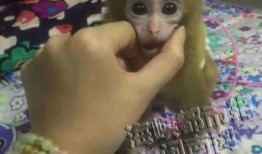 心动小猴爆料视频,揭秘视频背后的精彩故事